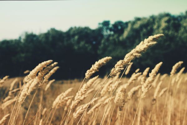 苹果短信轰炸机